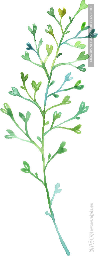 清新水彩风绿色植物枝条