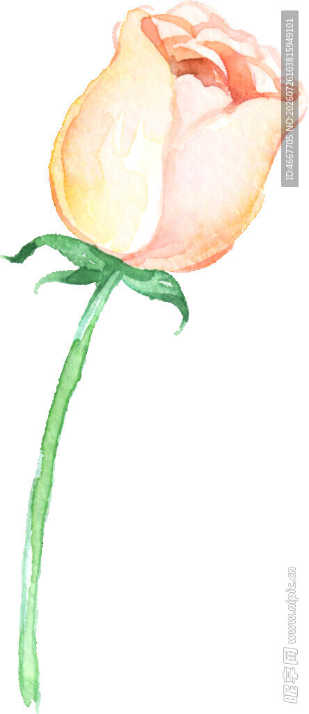 手绘淡黄色玫瑰花