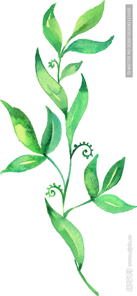 水彩绘绿色枝叶植物