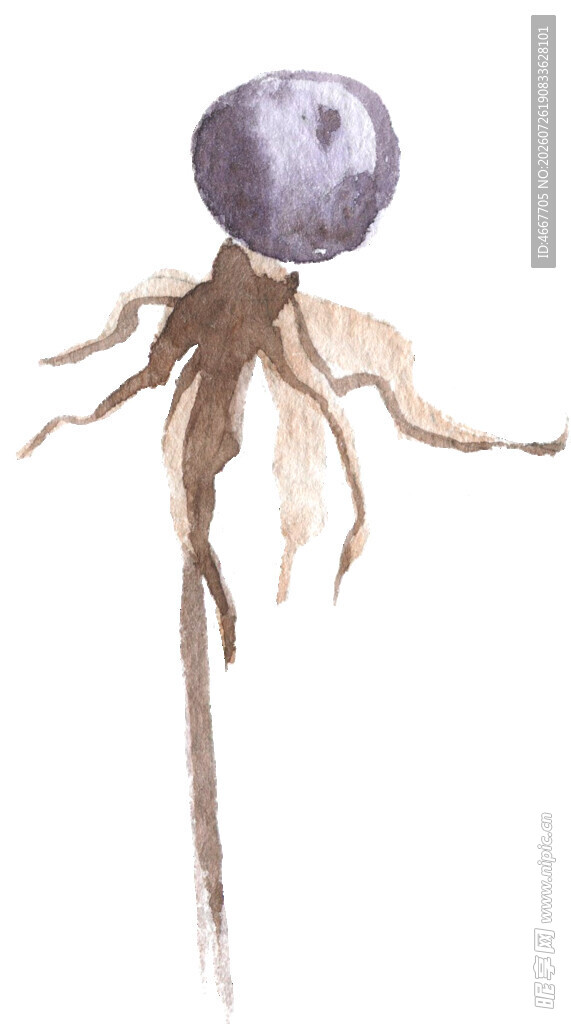 紫色根茎植物插画