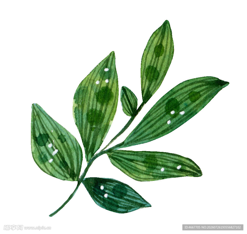 手绘清新绿叶植物插画