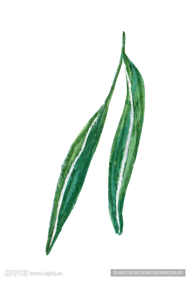 两片翠绿柳叶插画