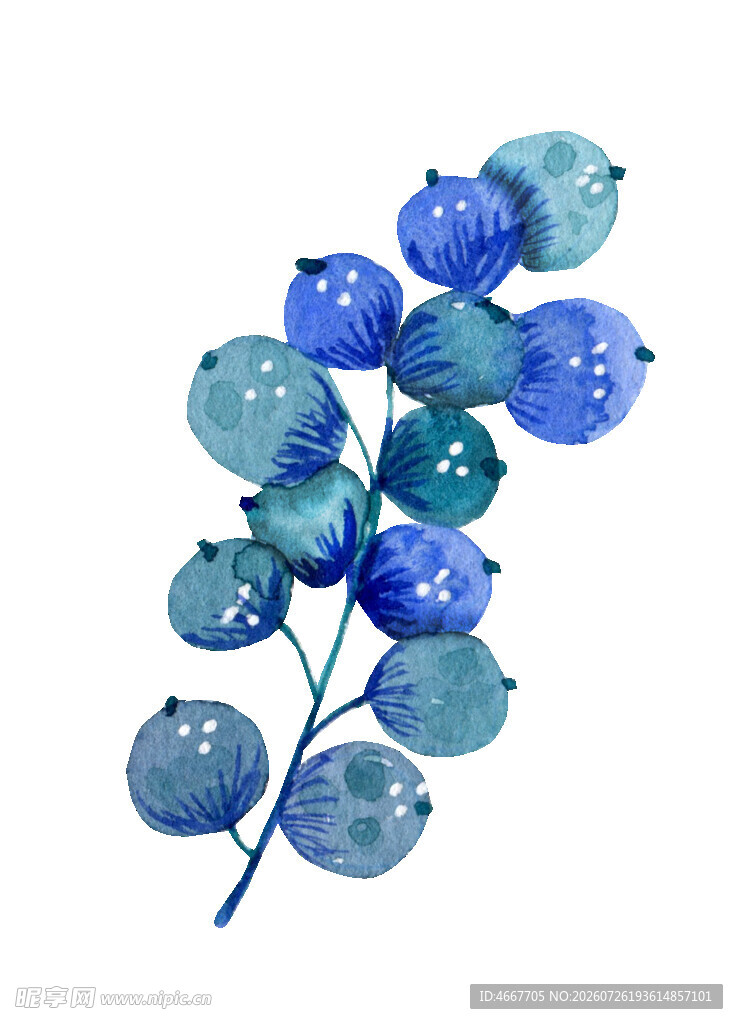 蓝色浆果水彩插画