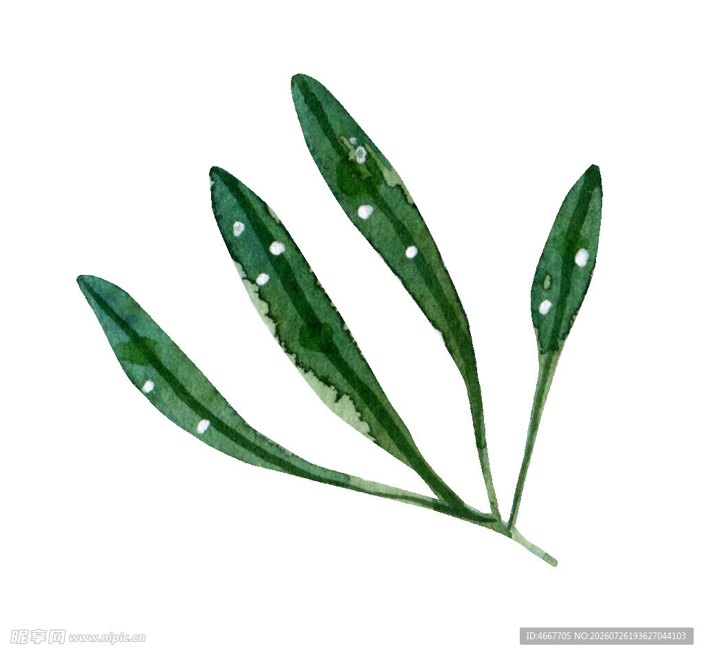 翠绿带斑植物叶片特写
