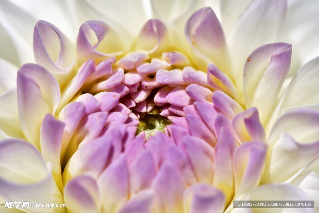 紫白相间菊花特写