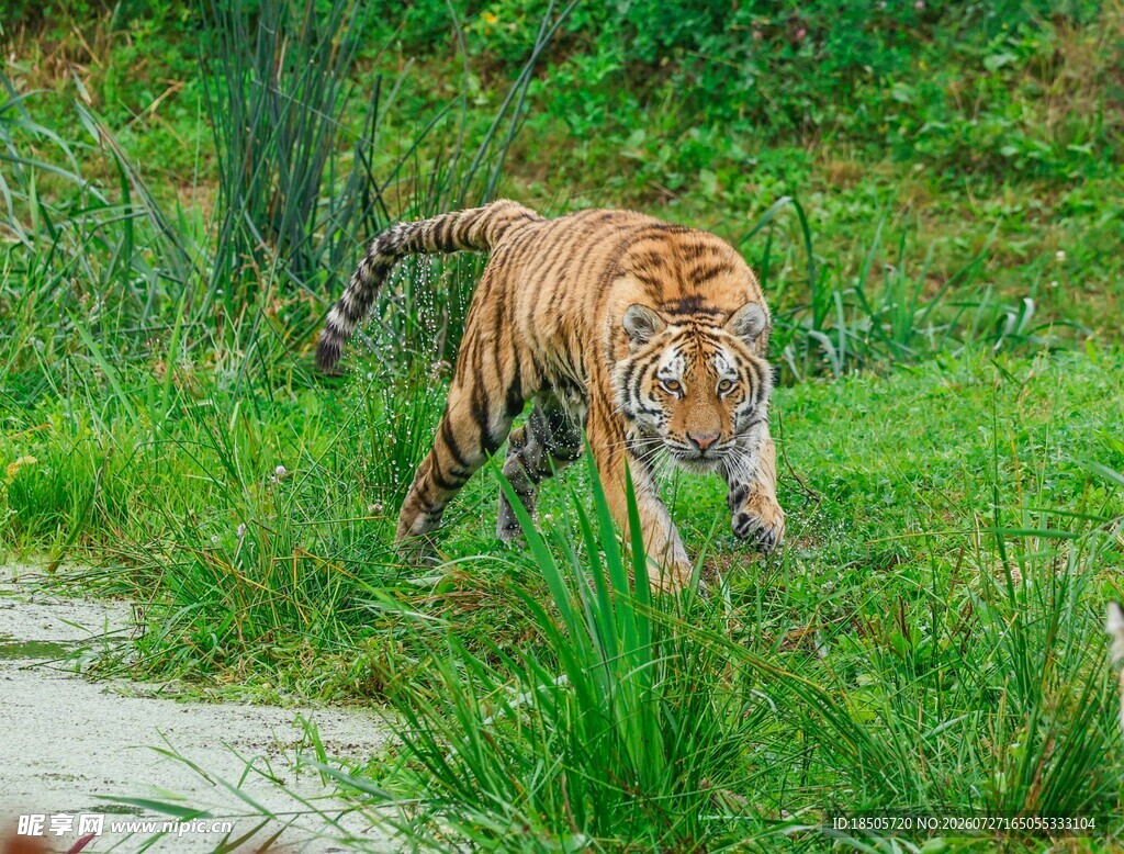 草丛中行走的斑斓猛虎