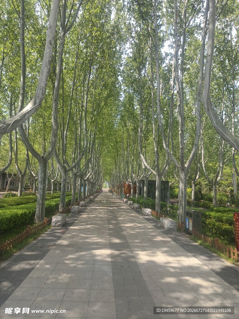 林荫小道 夏日静谧之景