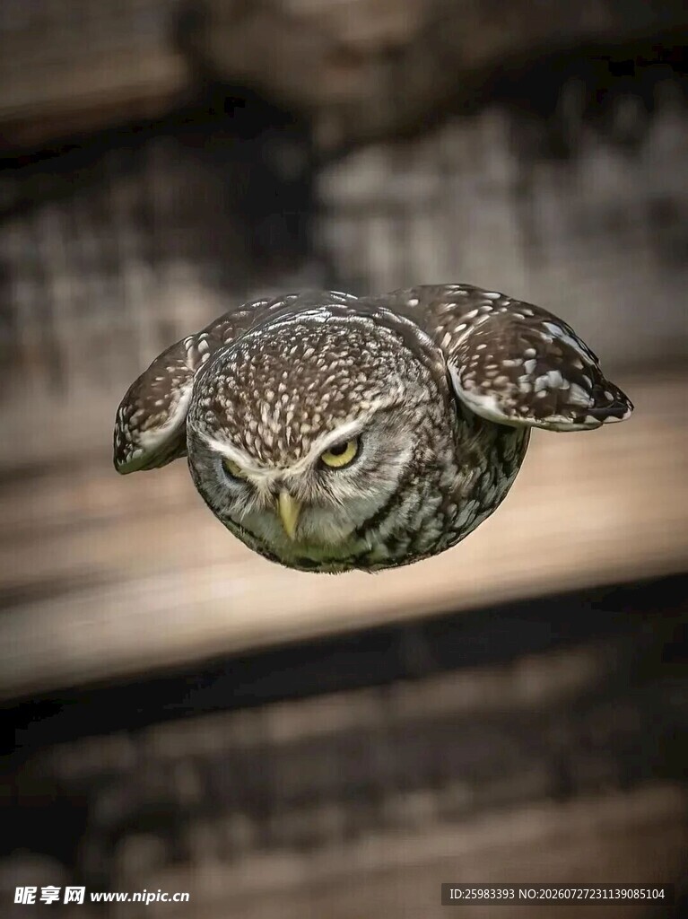猫头鹰