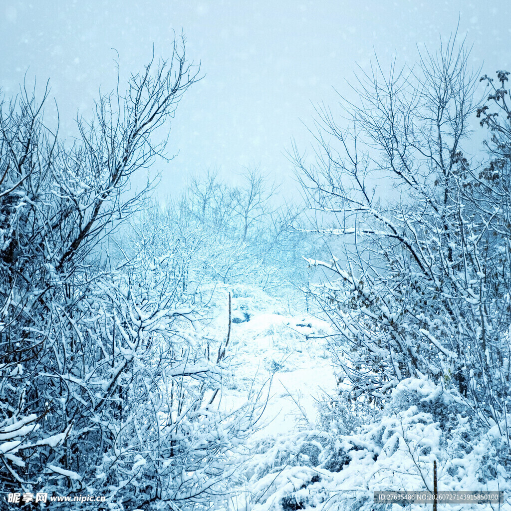 冬日雪景中的银白树林