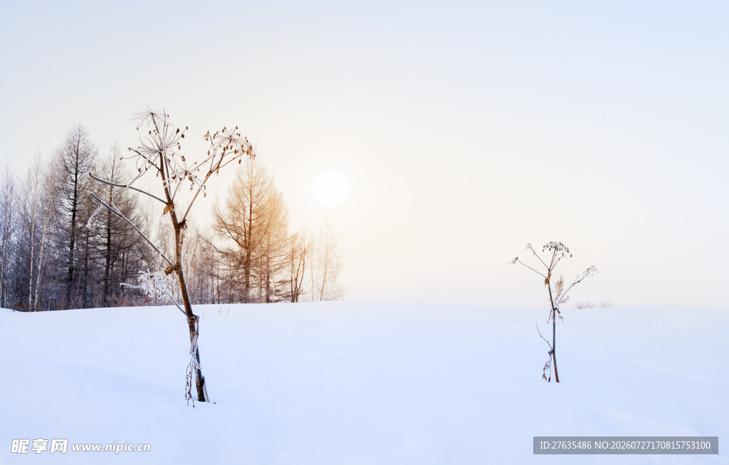 冬日雪景中的孤树