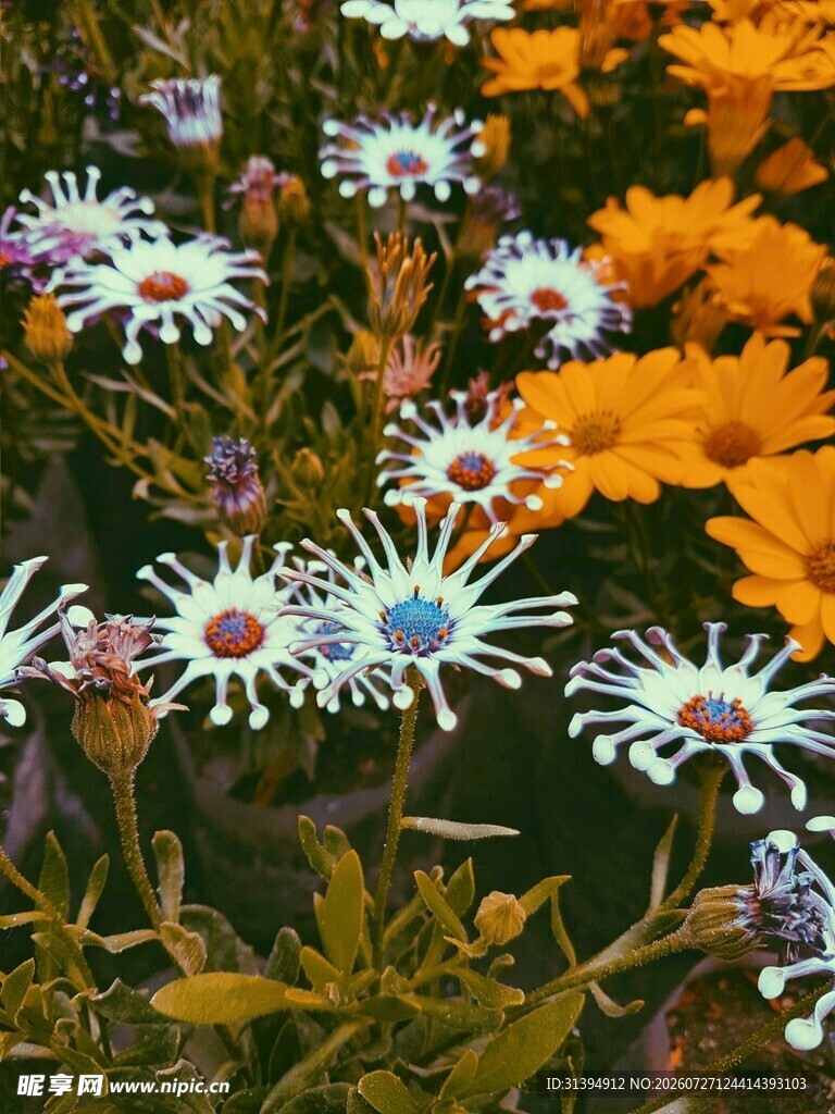 多彩雏菊绽放生机