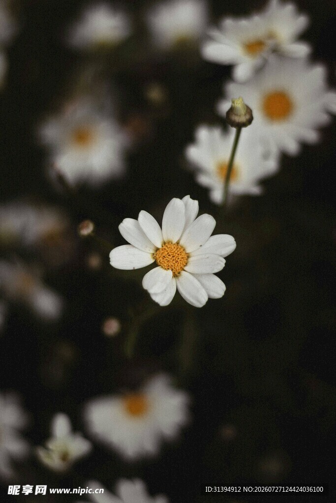 白色雏菊特写