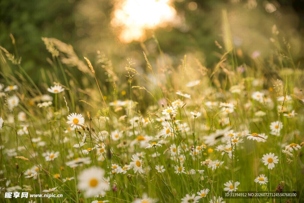 夕阳下的雏菊草地