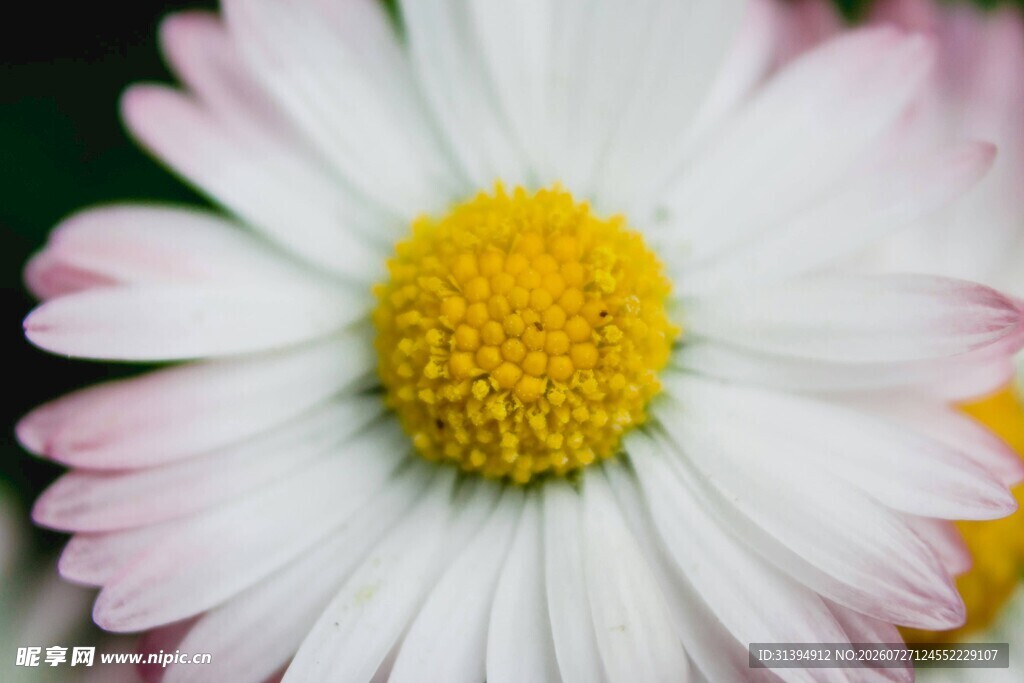 清新雏菊特写