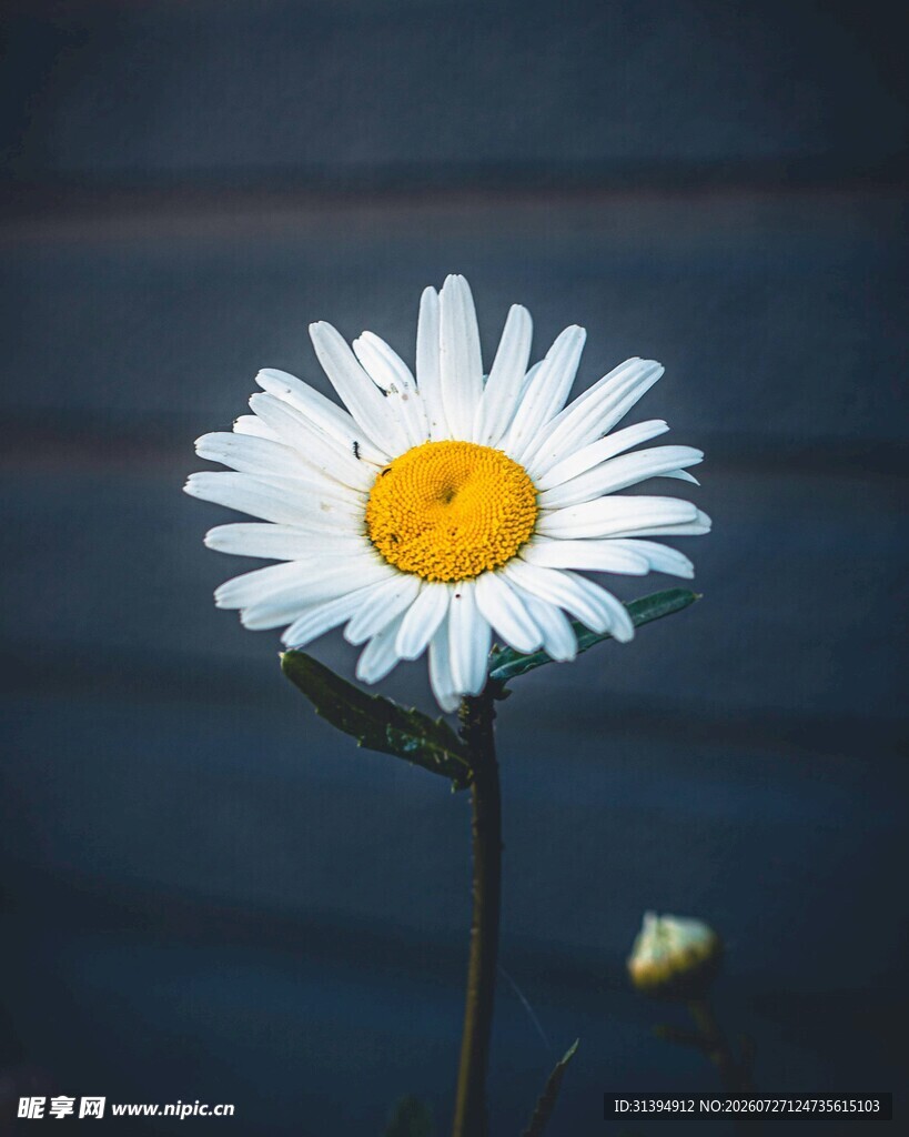 单朵雏菊特写