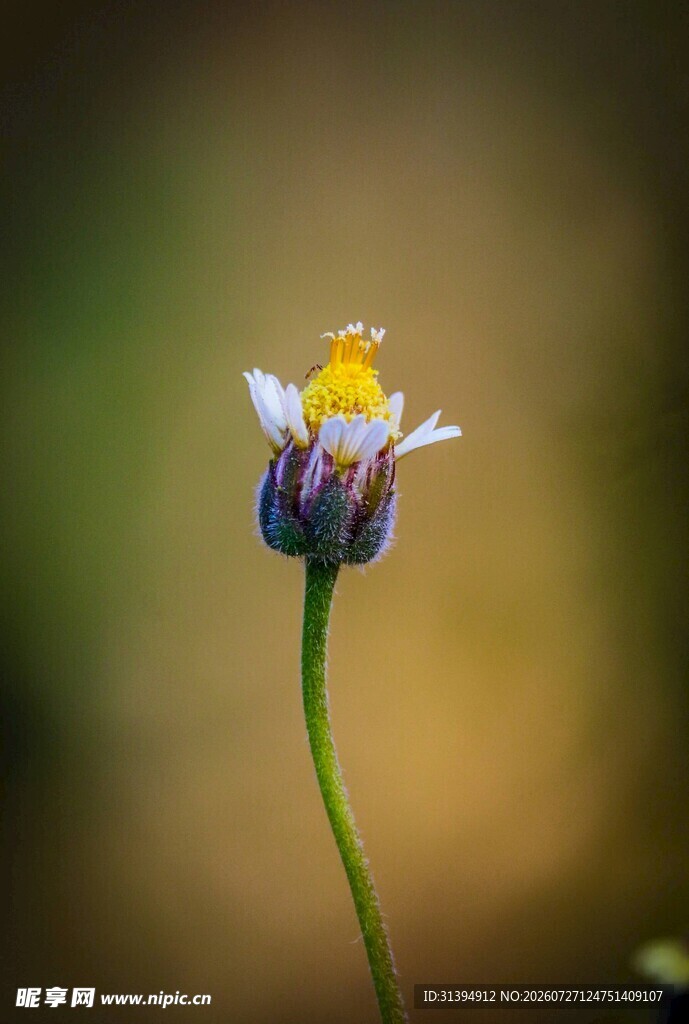 单朵小花特写