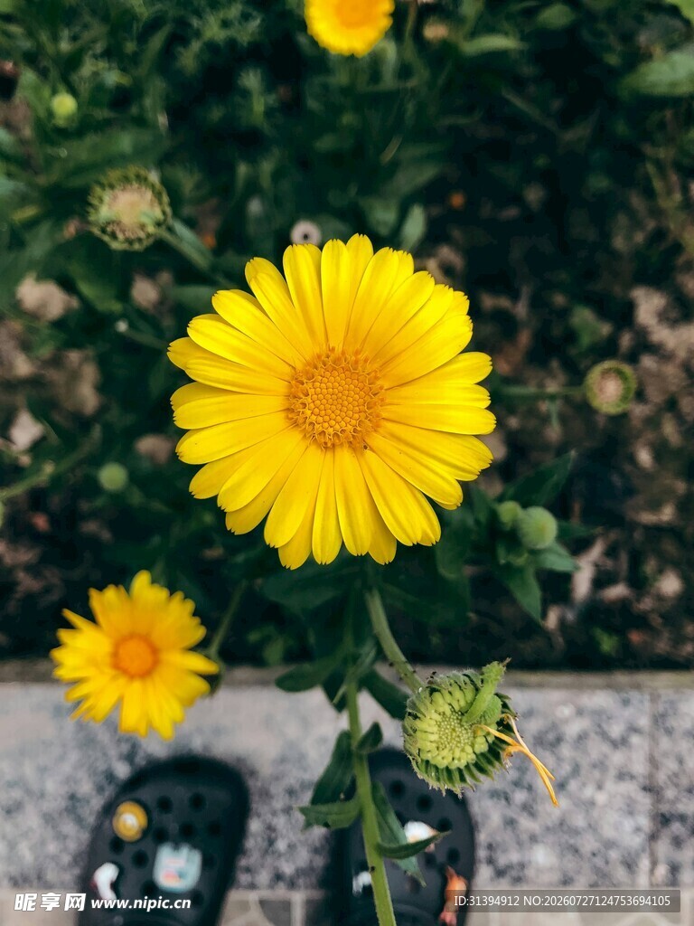 脚边绽放的灿烂黄色小花