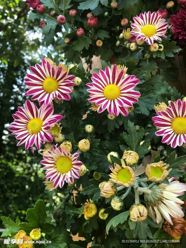 多彩菊花绽放