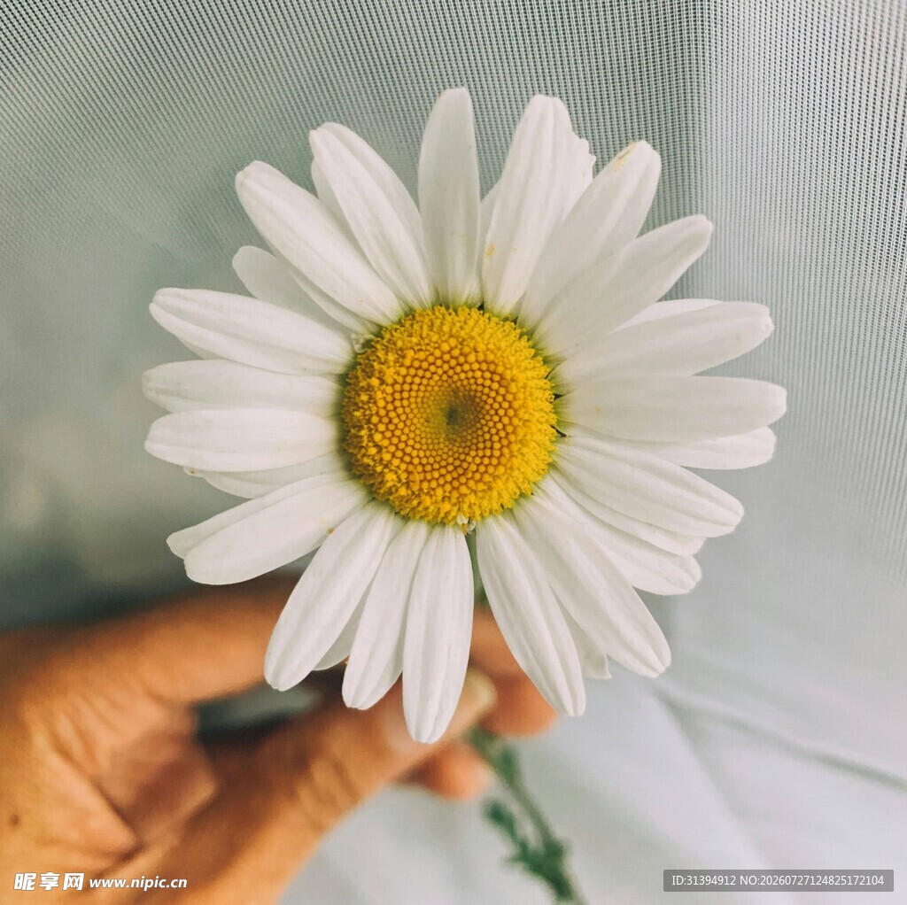 手捧清新小白菊