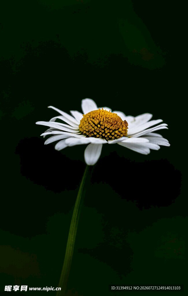 单朵雏菊特写
