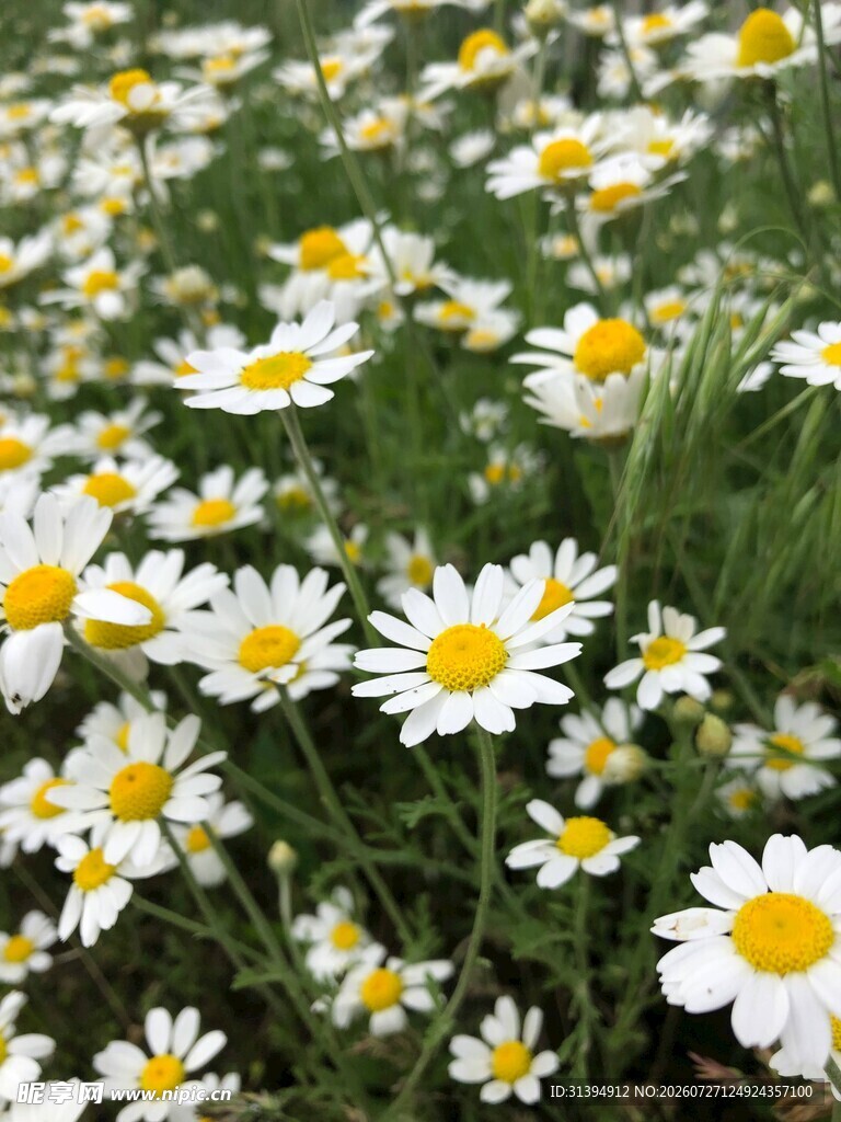 雏菊花海清新自然之美