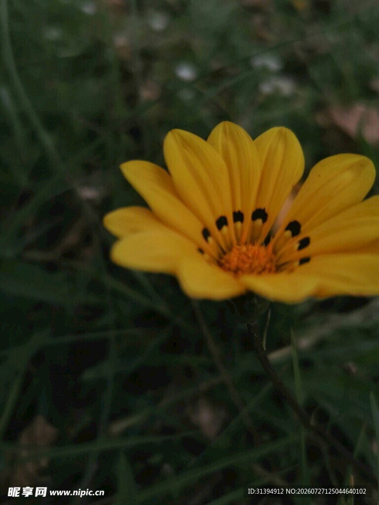 黄色小花绽放于草丛中