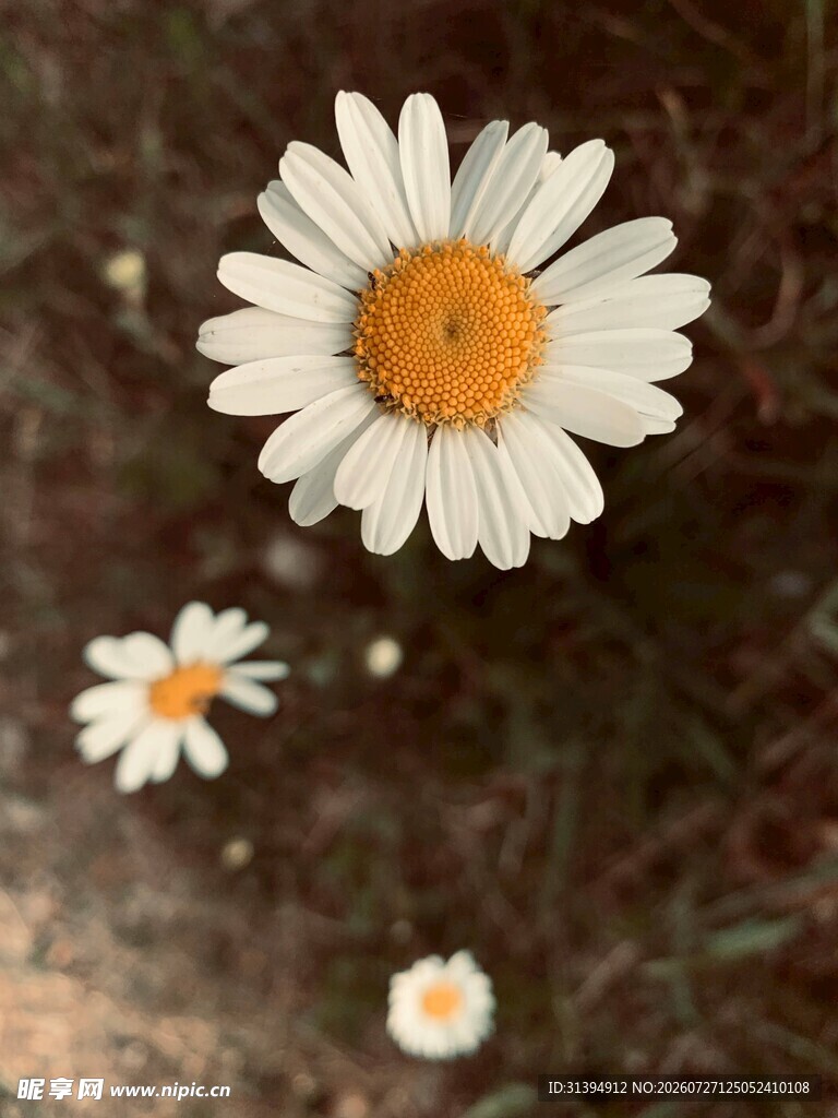 三朵雏菊绽放于自然间