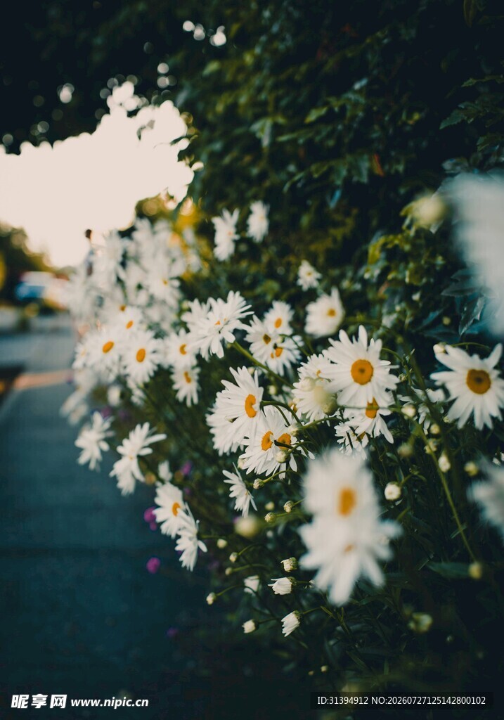 路边绽放的清新小白菊