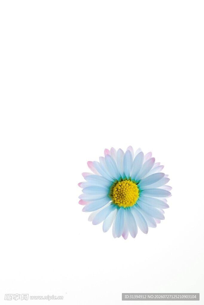 单朵清新雏菊