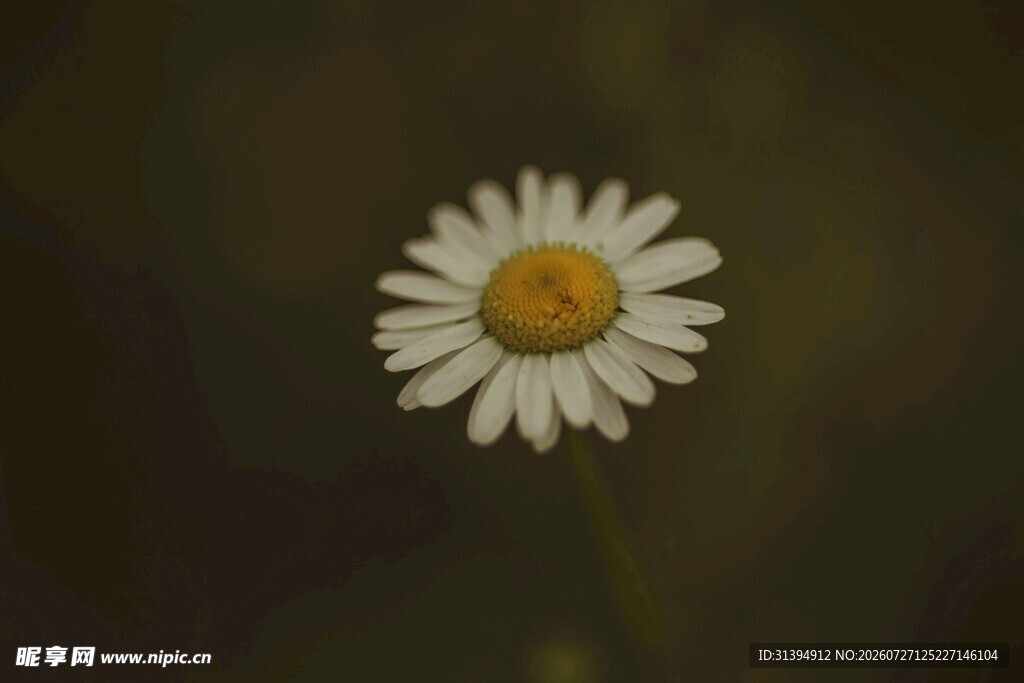 单朵雏菊特写