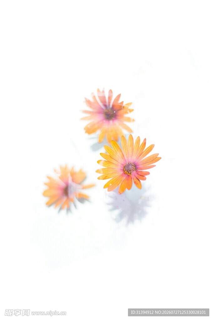 多彩小花插画