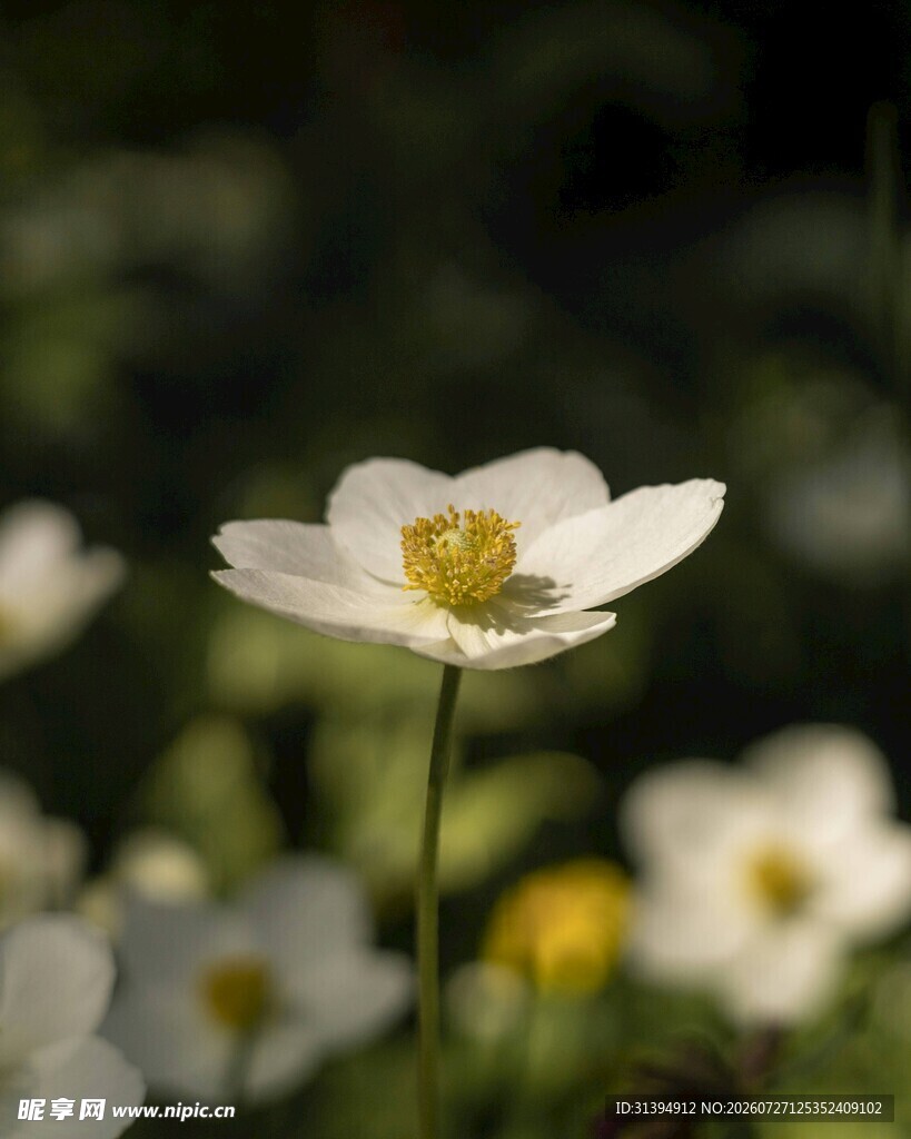 白色银莲花特写