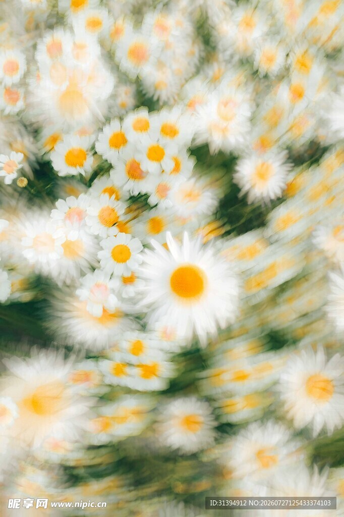 小雏菊特写清新烂漫花卉