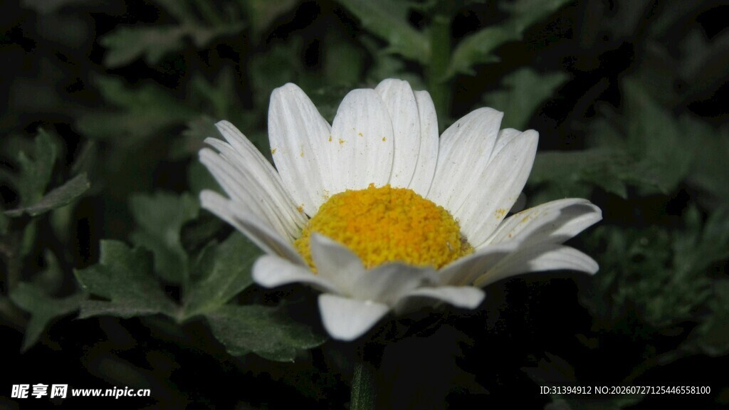 白色雏菊特写