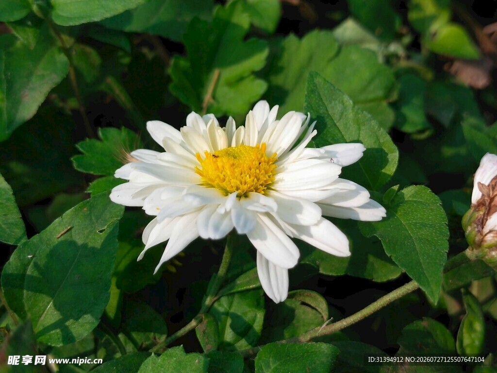 白色菊花绽于绿叶间