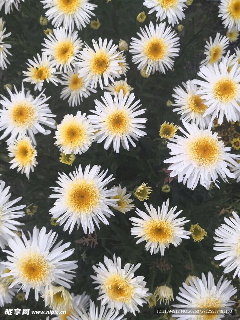 白色雏菊绽放画面
