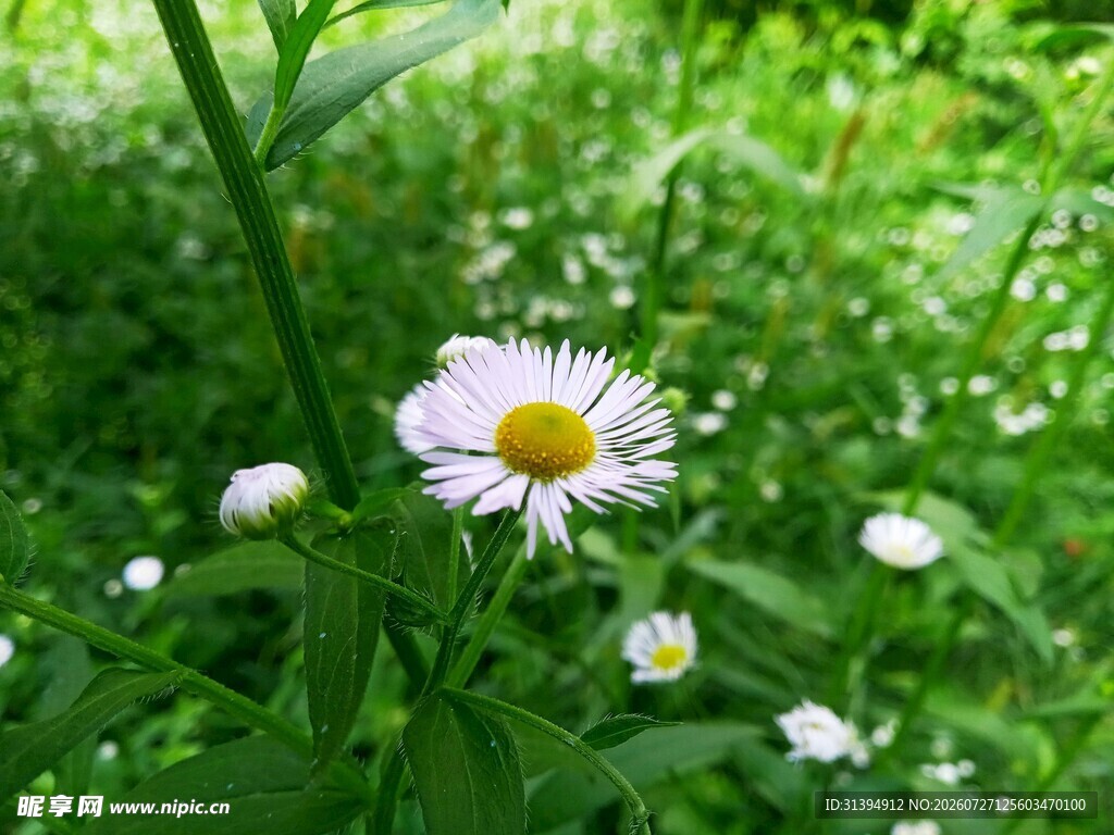 草丛中的白色小雏菊