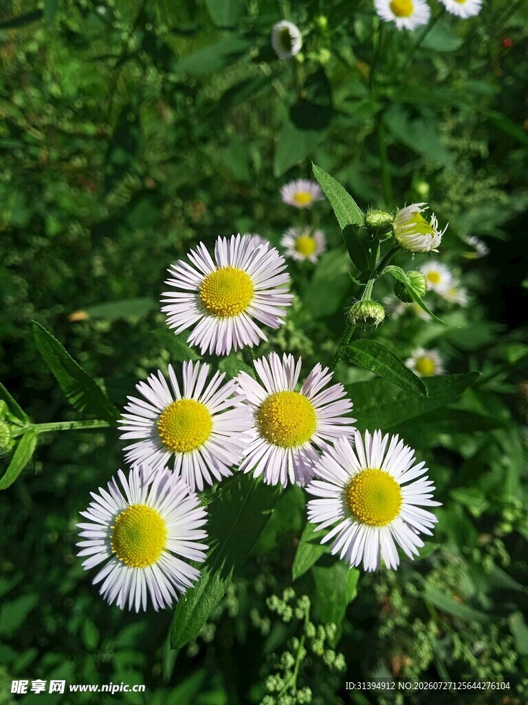 草地上的美丽小白菊