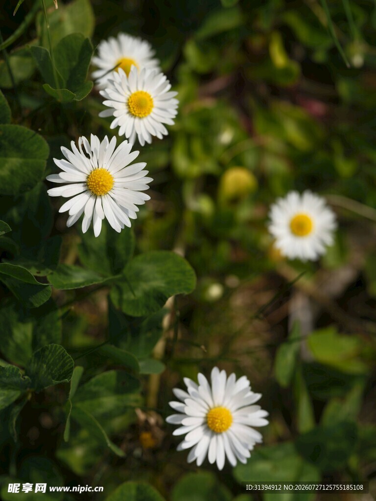 清新小白菊绽放绿意间