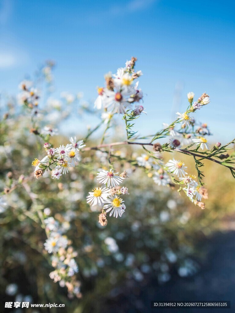 路边绽放的白色小花