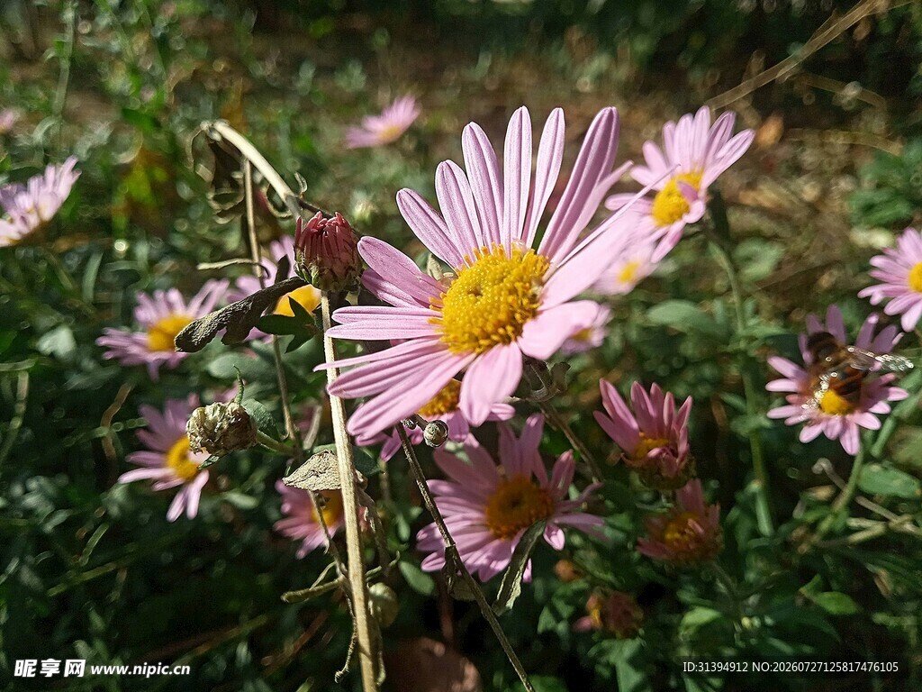 野外绽放的美丽粉色雏菊