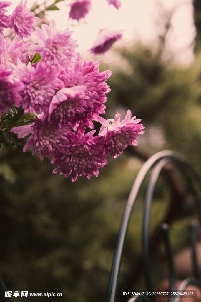 粉色繁花旁的铁艺栏杆