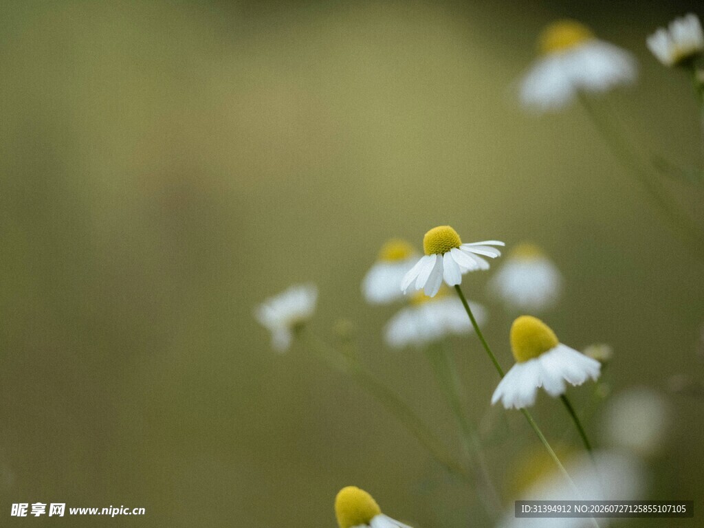 清新雏菊特写