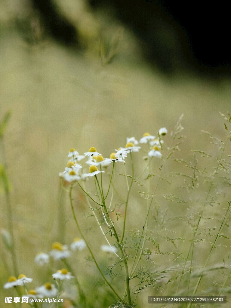 田野中的小白菊绽放