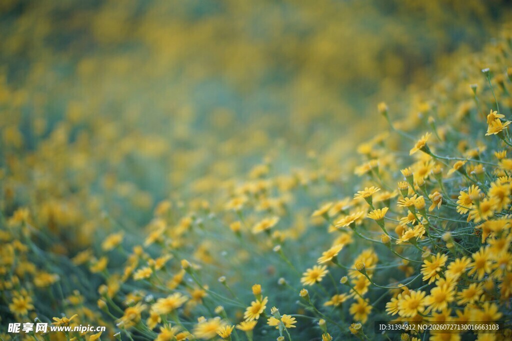 金黄花海自然绚丽景致