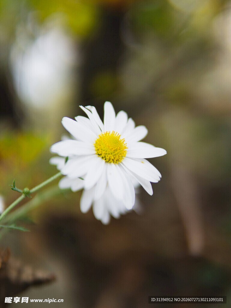 白色雏菊特写