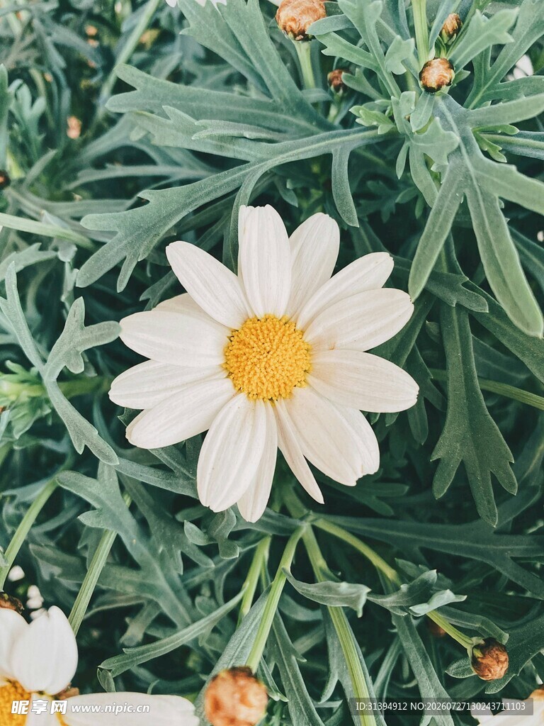 清新小白菊绽放绿意间