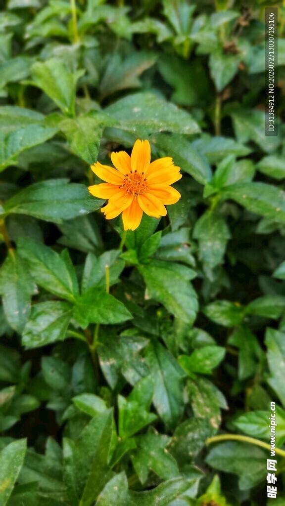 绿叶丛中的明艳小黄花