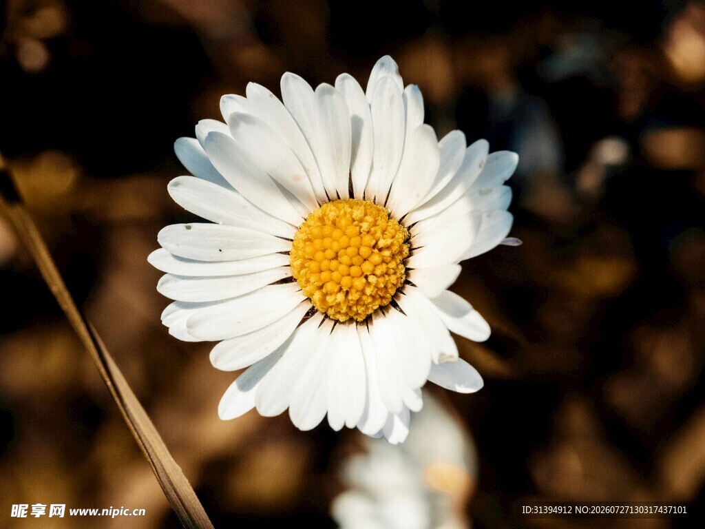 白色雏菊特写