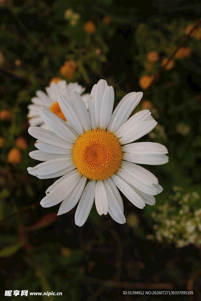 白色雏菊特写